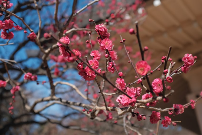 豪徳寺 境内に咲く梅