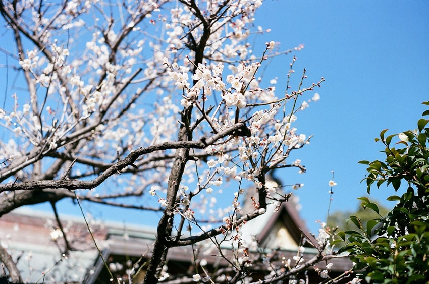 阿豆佐味天神社 境内に咲く梅の花